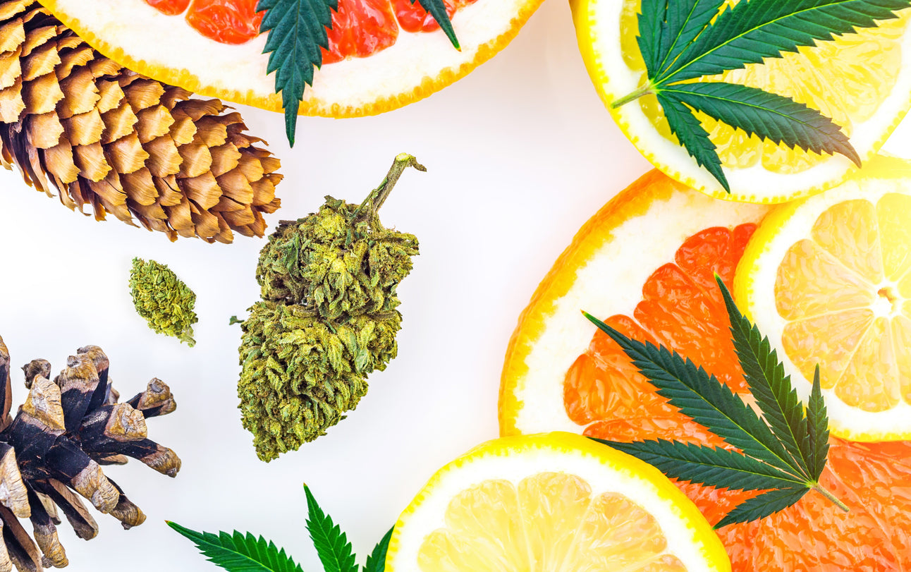 Pine cones, citrus fruits, and cannabis leaves containing aromatic terpenes